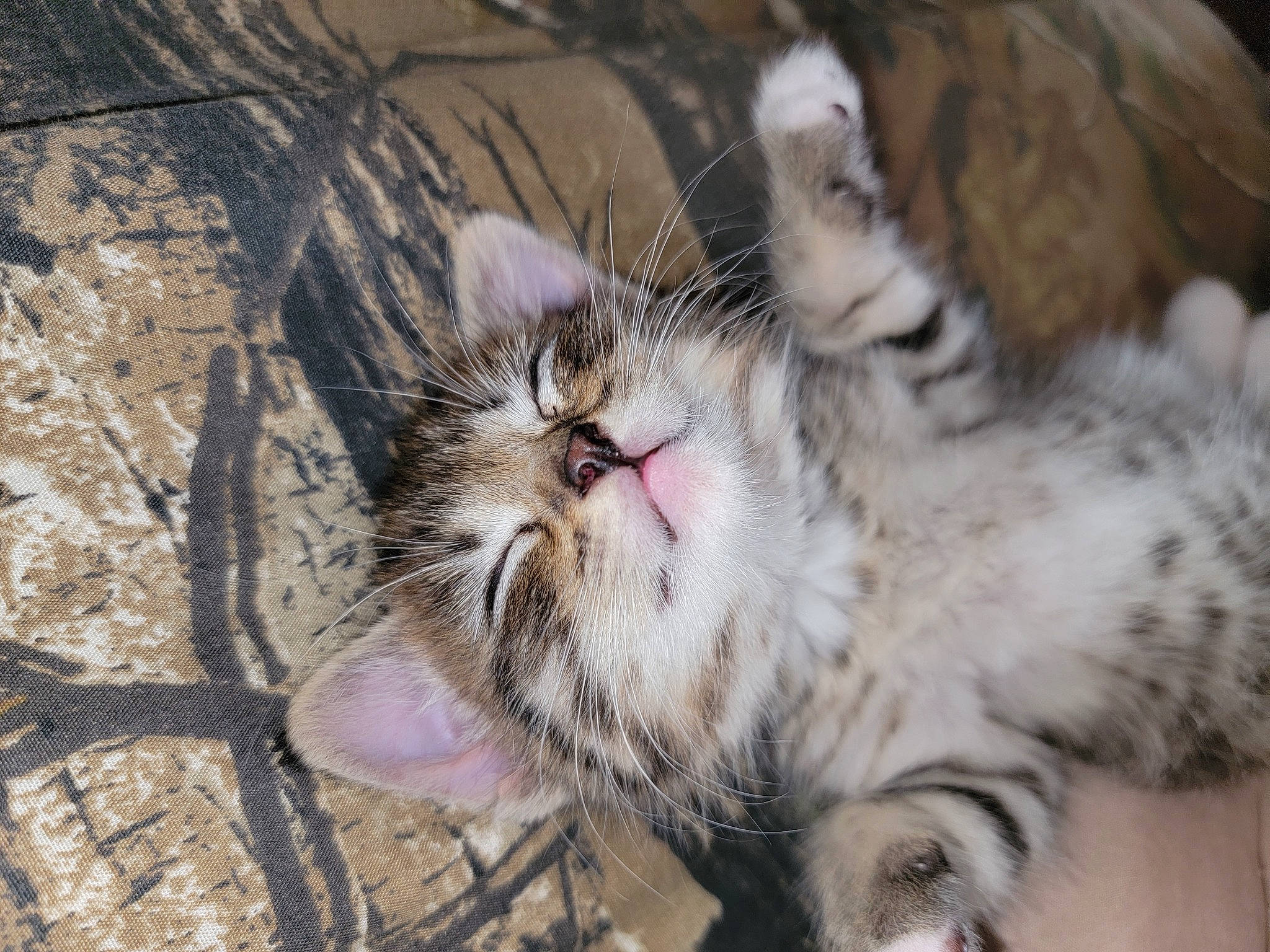 Rosey is registered to the contest to win money with this photo: carnivore, cat, claw, domestic_short_haired_cat, eye, fawn, felidae, fur, paw, small_to_medium_sized_cats, terrestrial_animal, whiskers, wildlife