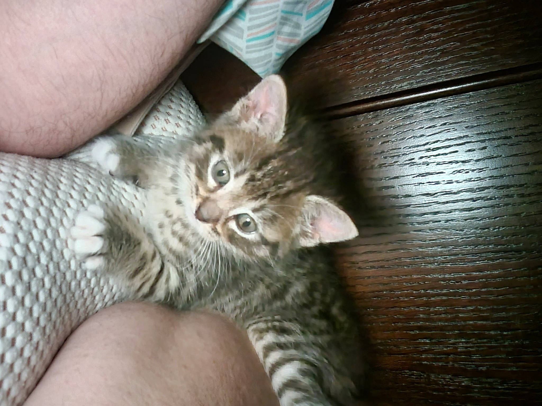 Rosey joined the competition — help win amazing prizes! carnivore, cat, claw, comfort, domestic_short_haired_cat, ear, felidae, finger, fur, nail, paw, sitting, small_to_medium_sized_cats, whiskers, wood