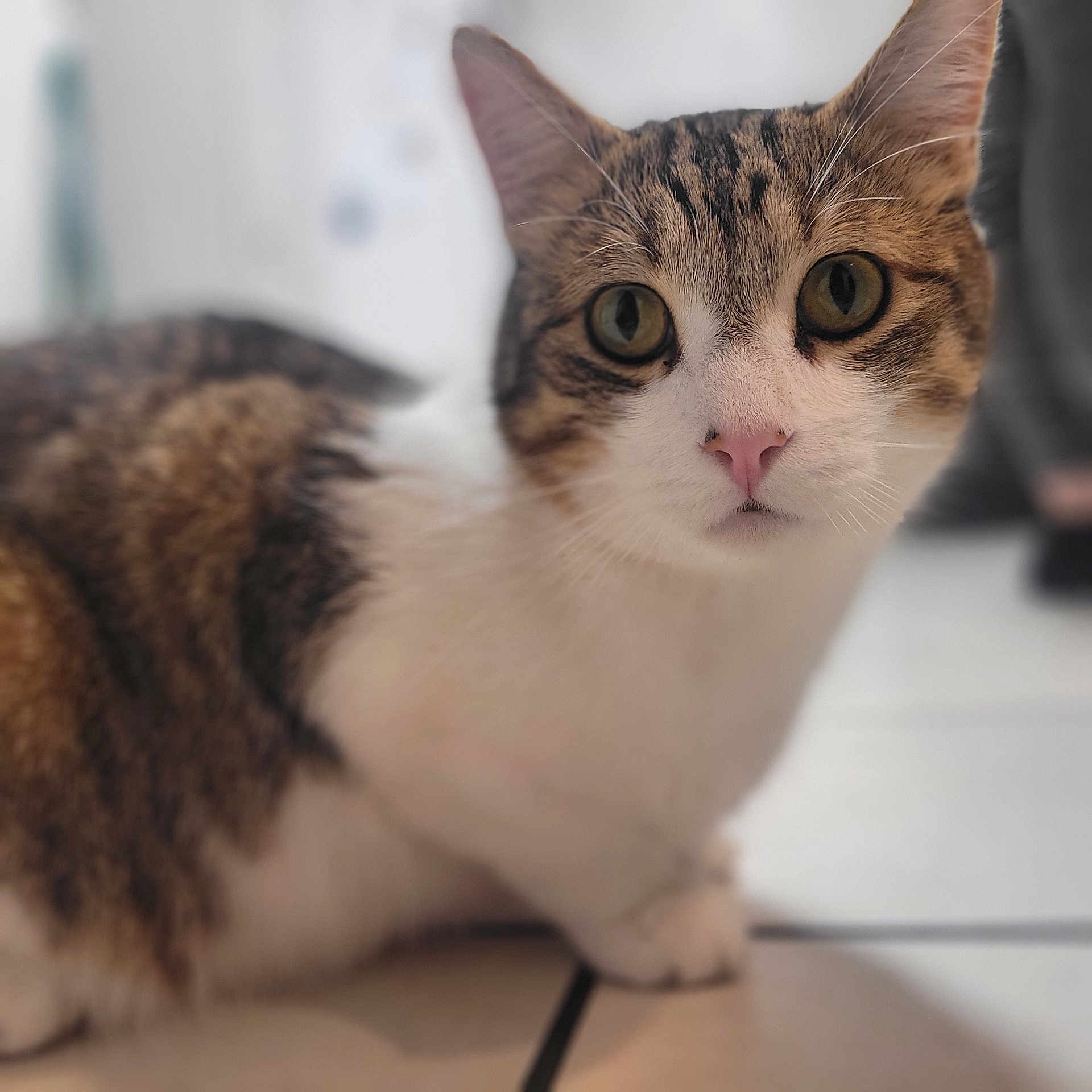 Bandit is registered to the contest to win money with this photo: abyssinian, angora, animal, cat, hardwood, kitten, manx, pet, siamese, wood