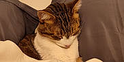 Bandit is registered to the contest to win money with this photo: abyssinian, animal, architecture, armchair, blanket, building, cat, chair, couch, cushion, furniture, hardwood, homedecor, indoors, kitten, livingroom, manx, pet, room, wood