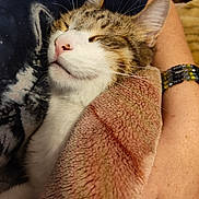 Bandit is registered to the contest to win money with this photo: abyssinian, accessories, animal, ankle, blanket, bodypart, bracelet, cat, couch, finger, furniture, hand, kitten, manx, person, pet, siamese, strap, wrist, wristwatch