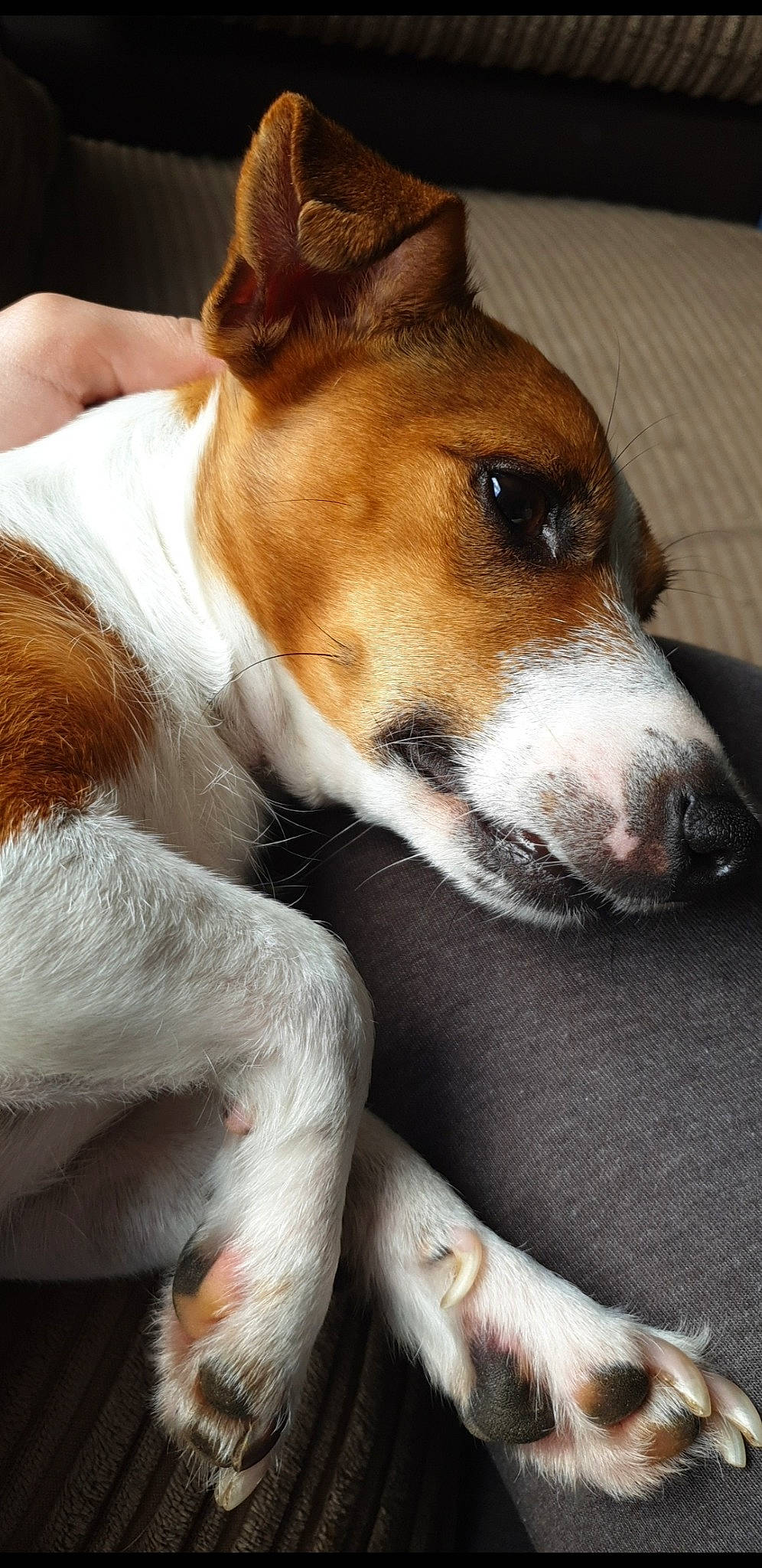 Ruby is registered to the contest to win money with this photo: basenji, beagle, canidae, carnivore, companion_dog, danish_swedish_farmdog, dog, dog_breed, feist, fox_terrier, harrier, mammal, miniature_fox_terrier, rat_terrier, russell_terrier, smooth_fox_terrier, snout, teddy_roosevelt_terrier, tenterfield_terrier, vertebrate