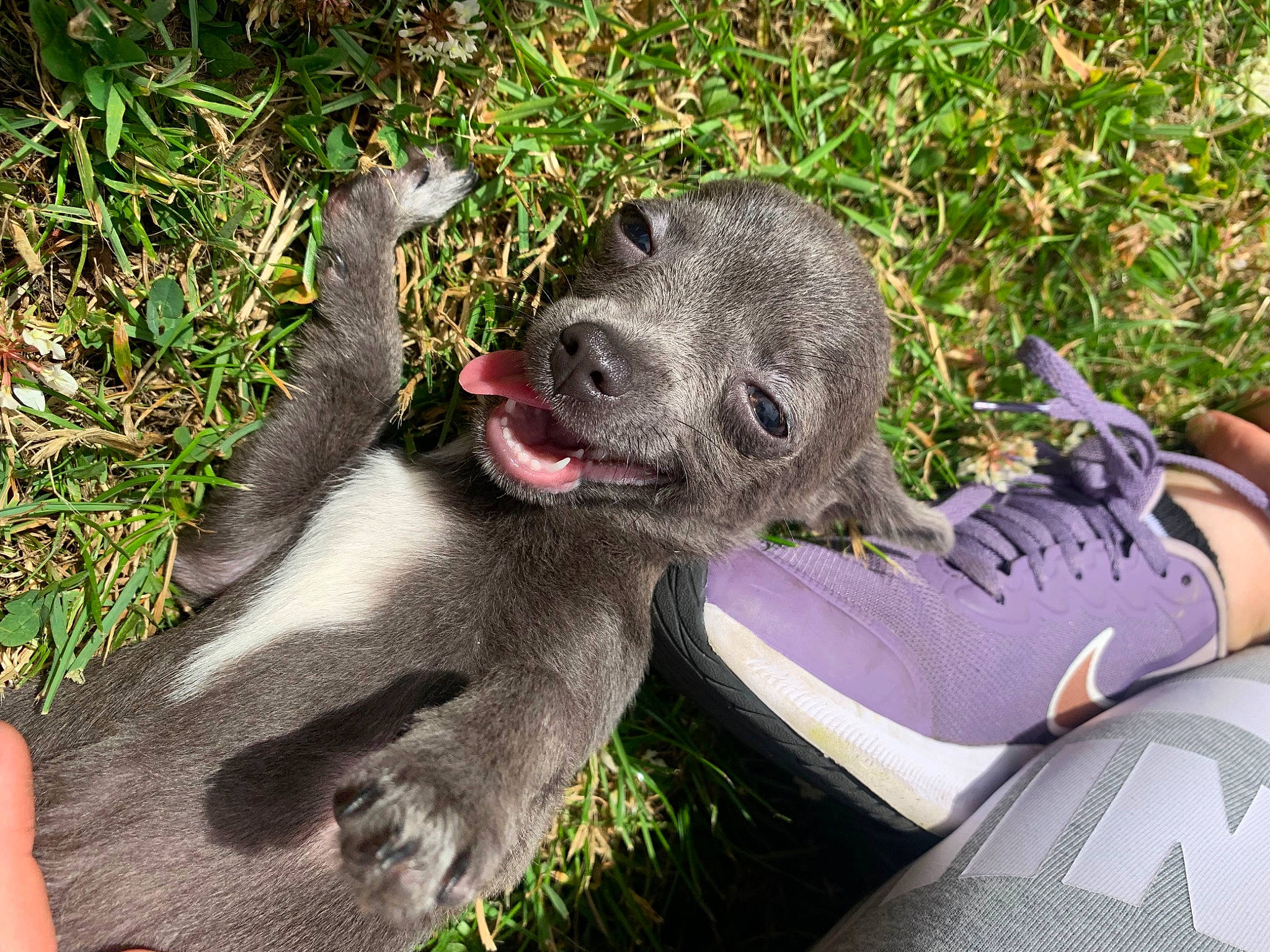 Sylva joined the competition — help win amazing prizes! carnivore, comfort, dog_breed, domestic_short_haired_cat, fawn, felidae, fur, grass, groundcover, human_leg, koala, outdoor_shoe, paw, plant, small_to_medium_sized_cats, snout, tail, terrestrial_animal, walking_shoe, whiskers