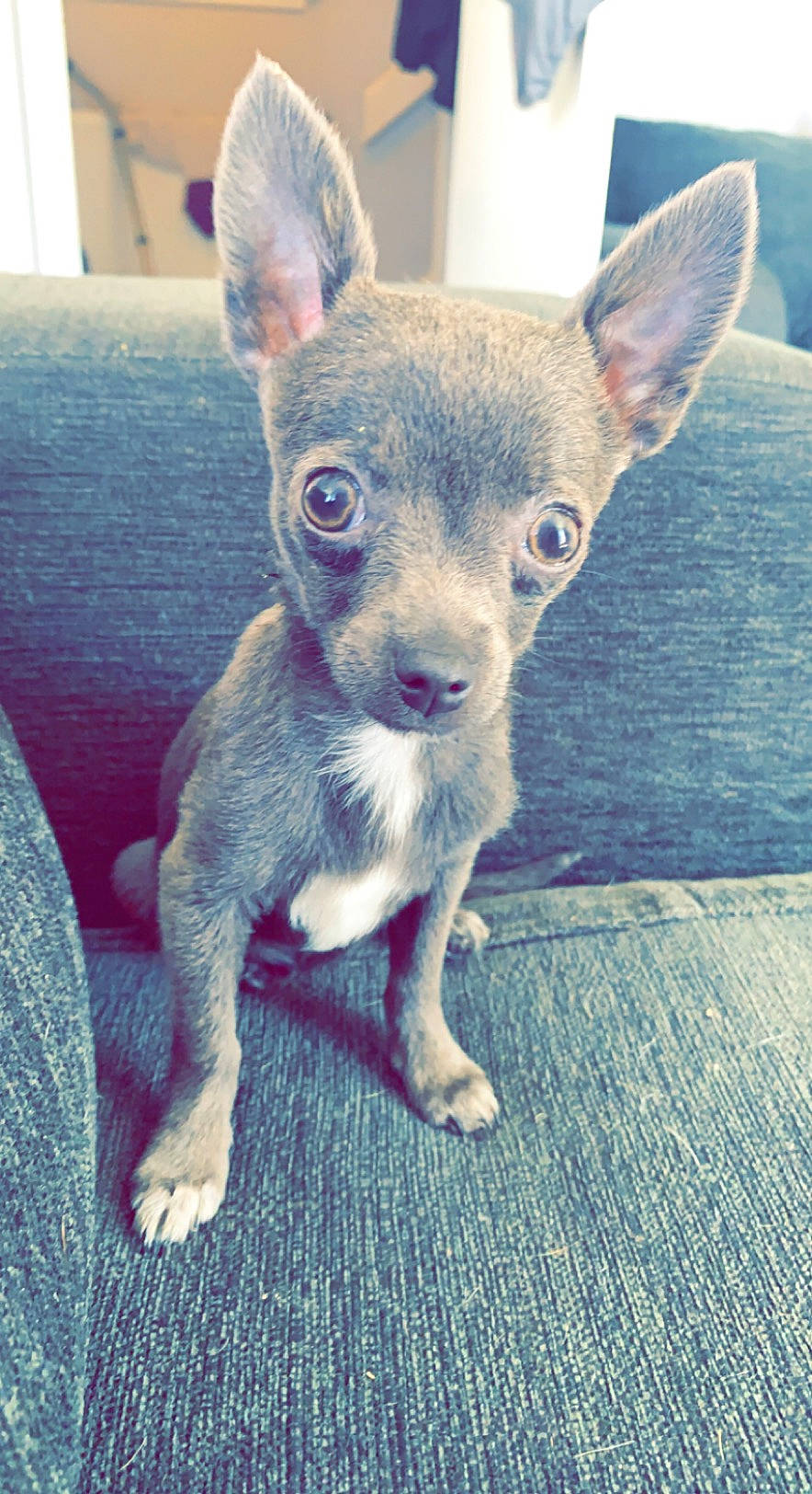 Sylva joined the competition — help win amazing prizes! canidae, carnivore, comfort, companion_dog, dog_breed, ear, fawn, fur, grey, paw, snout, tail, terrestrial_animal, toy_dog, whiskers, wildlife