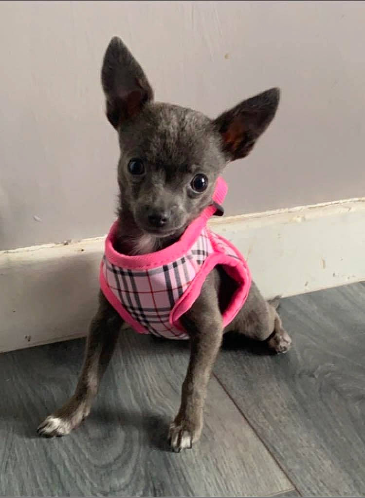 Sylva joined the competition — help win amazing prizes! canidae, carnivore, chihuahua, collar, companion_dog, dog, dog_breed, dog_clothes, dog_supply, fawn, flooring, fur, grey, pattern, snout, sporting_group, toy, toy_dog, whiskers, working_animal