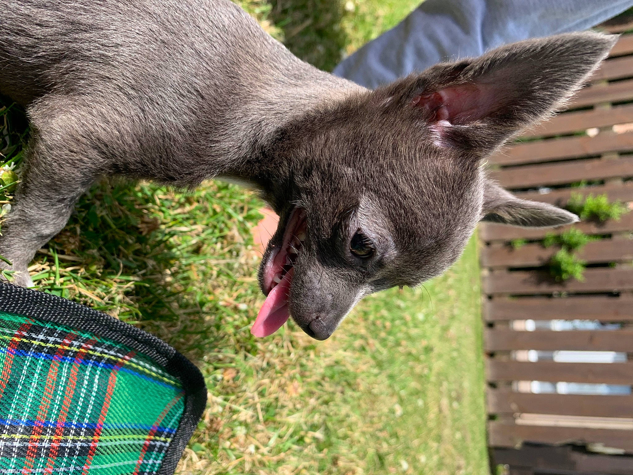 Sylva joined the competition — help win amazing prizes! carnivore, dog_breed, fawn, felidae, fur, grass, green, kangaroo, macropodidae, marsupial, plant, silver_fox, small_to_medium_sized_cats, snout, tail, terrestrial_animal, vertebrate, wallaby, whiskers, wildlife