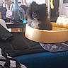 dog, pet_bed, indoor, furniture, vase, decor, black_fur, curious, cozy, yellow, checkered, table, bunny_object, blanket, home, soft, resting, comfort, animal, domestic
