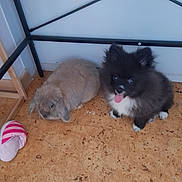 Buddy a rejoint le concours — aidez-le/la à gagner de superbes lots ! puppy, rabbit, floor, pet, animal, indoor, furniture, slipper, black_and_white, gray, tongue_out, fluffy, lop_ears, companion, cute, small, domestic, resting, corner, home
