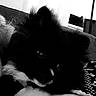 Buddy participe au concours pour gagner de l'argent avec cette photo : dog, animal, pet, black_and_white, fluffy, couch, indoor, resting, closeup, fur, face, shadow, eyes, cozy, home, portrait, furniture, comfy, relaxing, domestic