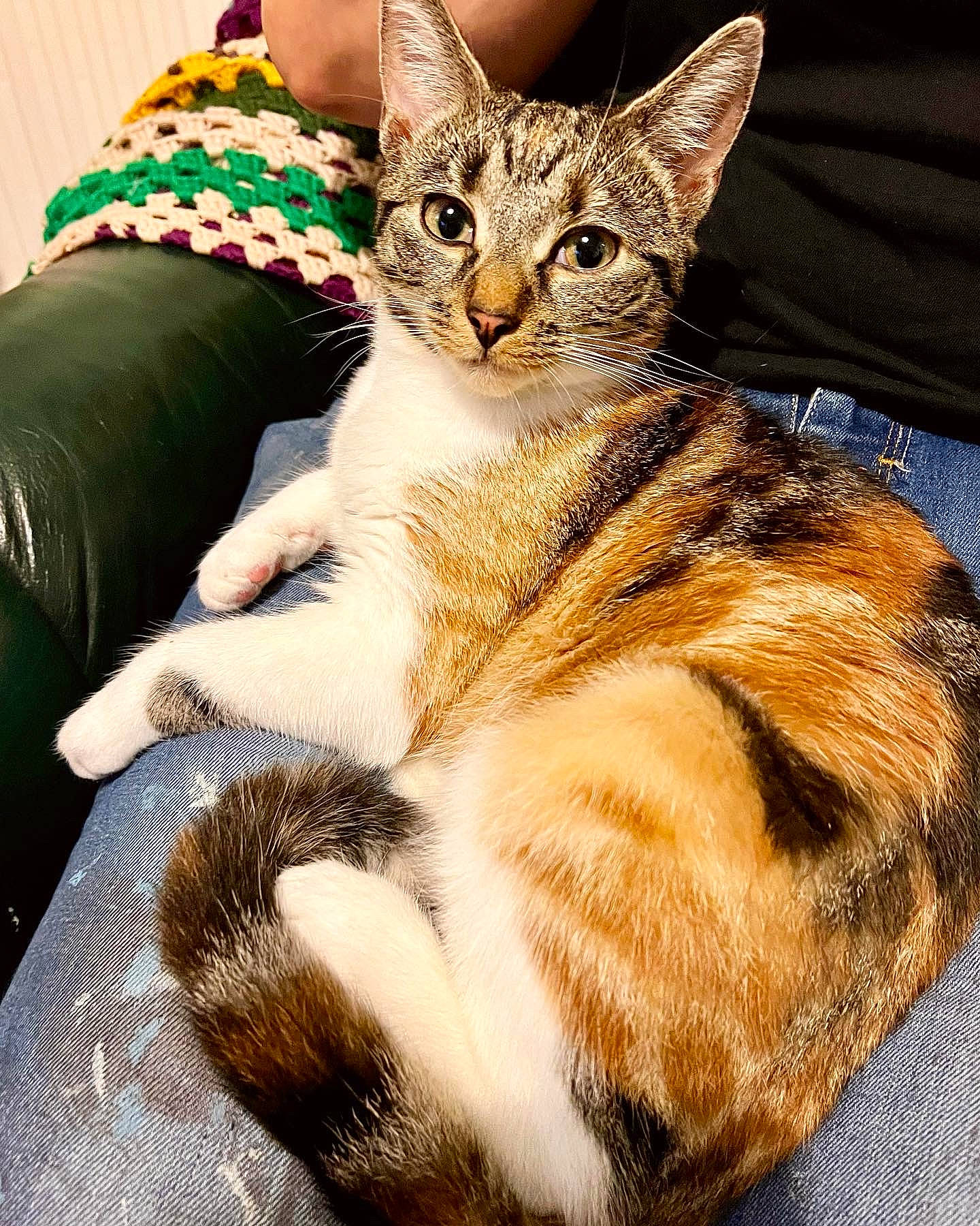 Dory joined the competition — help win amazing prizes! carnivore, cat, claw, comfort, domestic_short_haired_cat, fashion_accessory, fawn, felidae, foot, fur, hat, human_leg, leg, paw, sitting, small_to_medium_sized_cats, snout, tail, thigh, whiskers