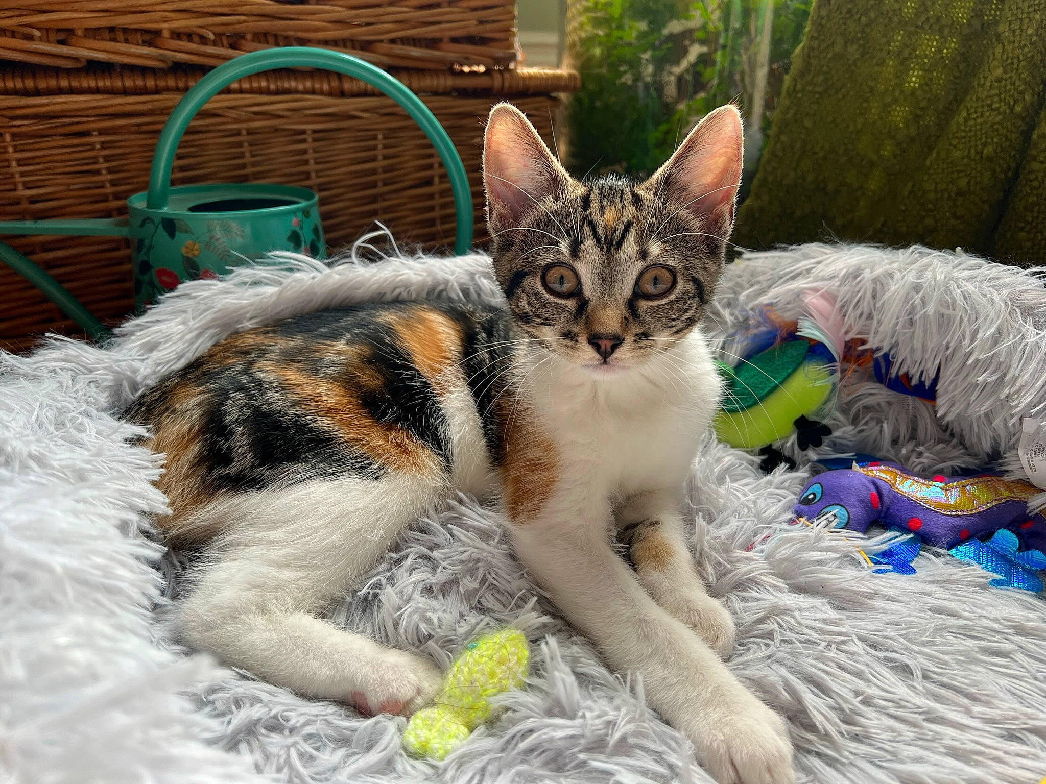 Dory joined the competition — help win amazing prizes! carnivore, cat, claw, comfort, curtain, domestic_short_haired_cat, fawn, felidae, foot, fur, grass, outdoor_furniture, paw, small_to_medium_sized_cats, snout, tail, terrestrial_animal, toe, whiskers, wildlife