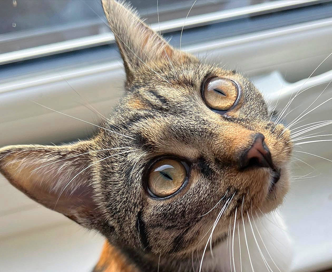 Dory joined the competition — help win amazing prizes! carnivore, cat, domestic_short_haired_cat, ear, felidae, fur, metal, small_to_medium_sized_cats, snout, terrestrial_animal, whiskers, wildlife, window