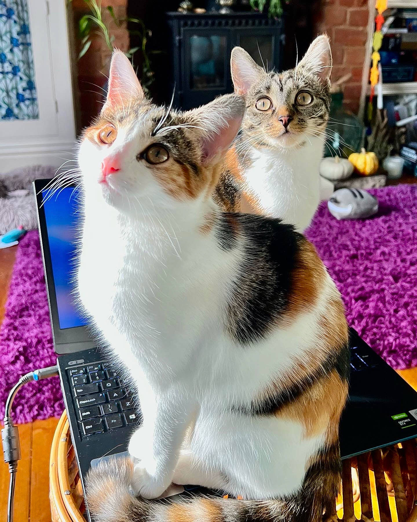 Jujubee is registered to the contest to win money with this photo: carnivore, cat, domestic_short_haired_cat, felidae, fur, happy, linens, mammal, pattern, paw, photo_caption, picture_frame, plant, sitting, small_to_medium_sized_cats, snapshot, square, tail, whiskers, window