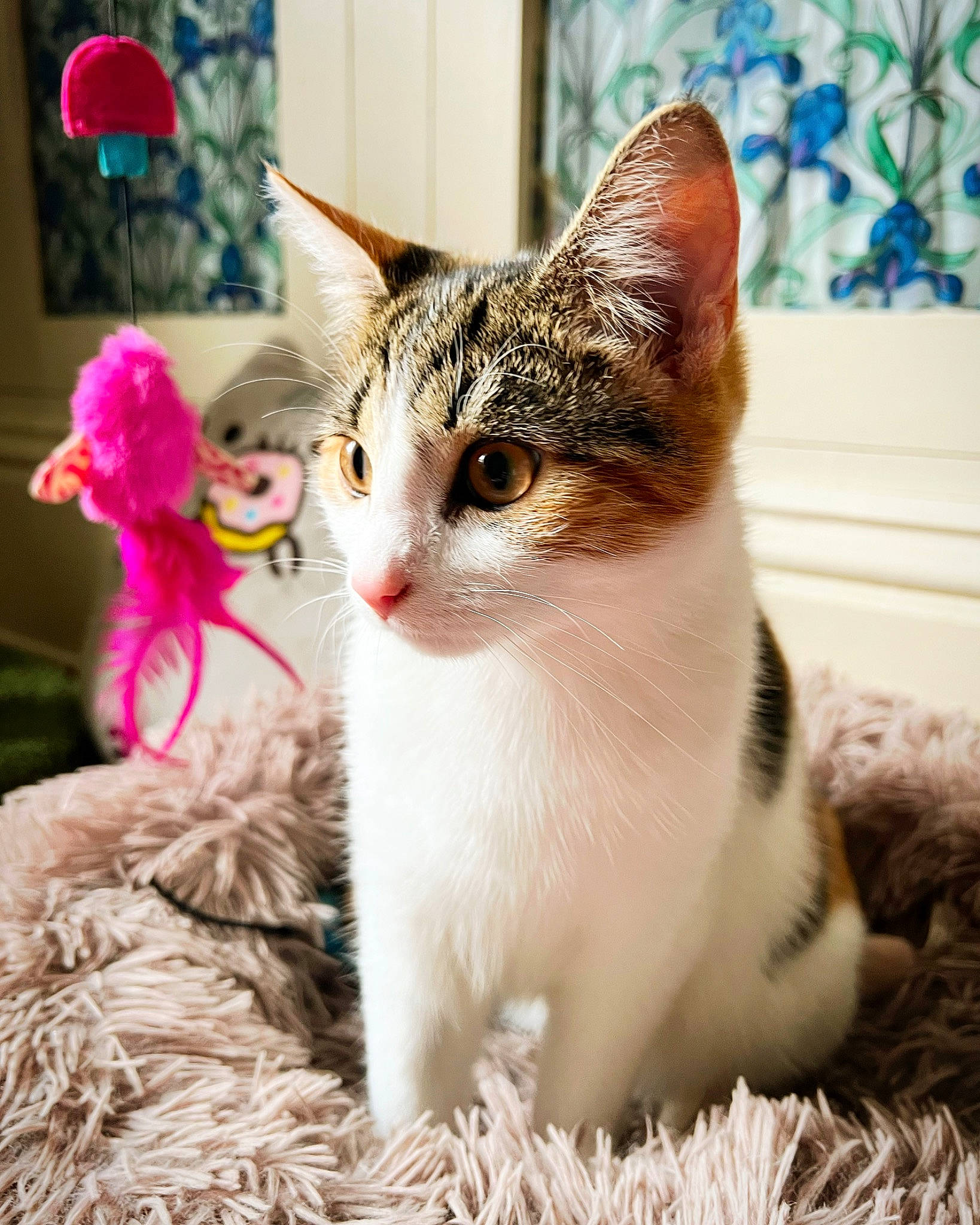 Jujubee is registered to the contest to win money with this photo: art, carnivore, cat, domestic_short_haired_cat, fawn, felidae, fur, grass, hat, paw, photo_caption, plant, sitting, small_to_medium_sized_cats, snout, tail, tree, whiskers, wildlife, window