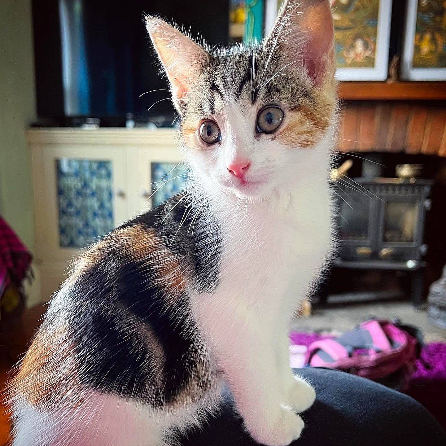 Jujubee is registered to the contest to win money with this photo: carnivore, cat, claw, domestic_short_haired_cat, drawer, felidae, foot, fur, iris, lap, paw, photo_caption, picture_frame, shelf, shelving, sitting, small_to_medium_sized_cats, snout, tail, whiskers