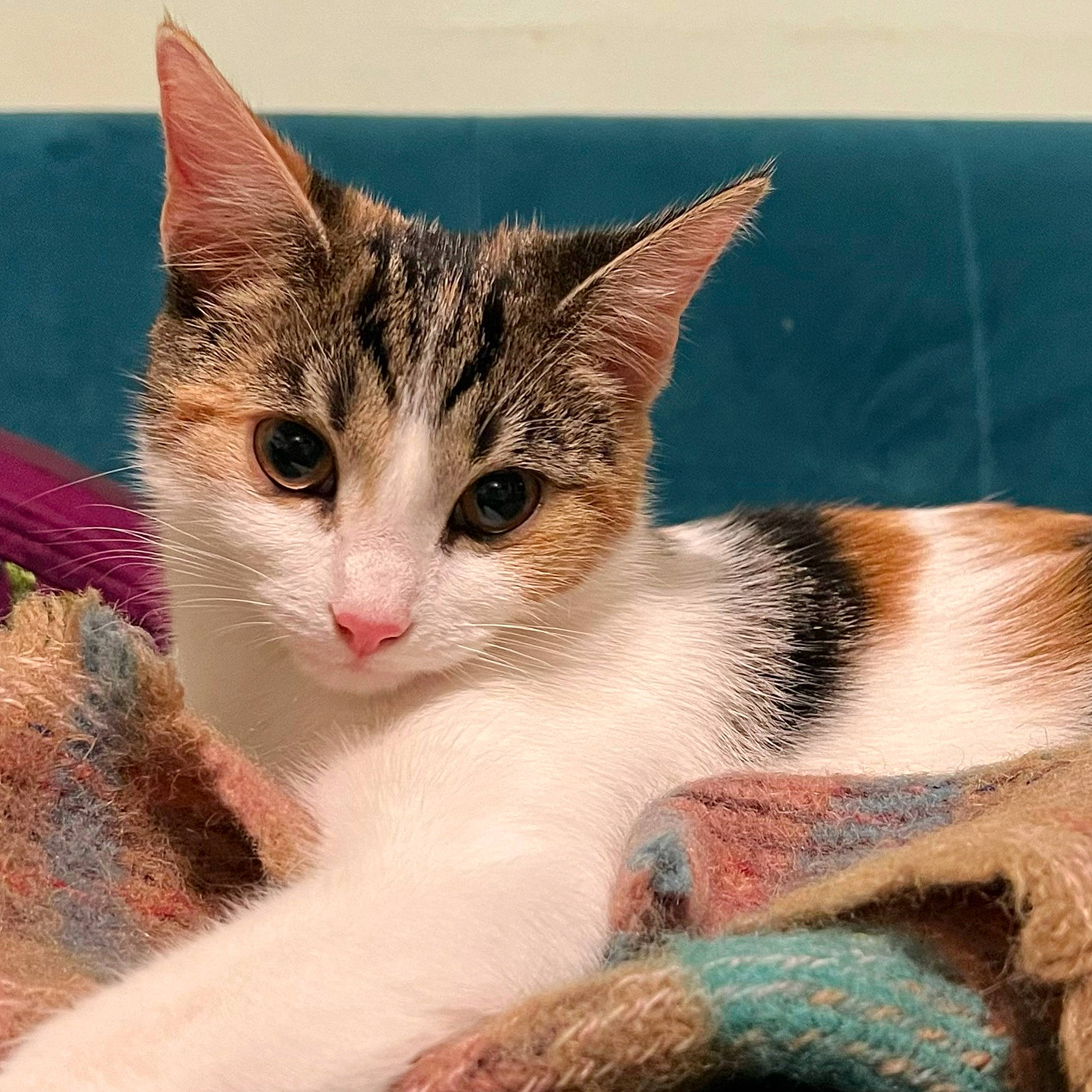 Jujubee joined the competition — help win amazing prizes! art, carnivore, cat, claw, comfort, domestic_short_haired_cat, felidae, fur, iris, paint, painting, paw, sitting, small_to_medium_sized_cats, snout, tail, terrestrial_animal, tree, whiskers, window