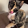 cat, kitten, tortoiseshell, pet, indoor, whiskers, tongue_out, sitting, paw, fur, cute, portrait, closeup, ears, eyes, home, sofa, table, playful, feline