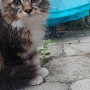 Moustache a rejoint le concours — aidez-le/la à gagner de superbes lots ! animal, blue_fabric, cat, closeup, curious, cute, eyes, fluffy, fur, kitten, nature, outdoor, pavement, pet, plant, sitting, stone, tabby, whiskers, young