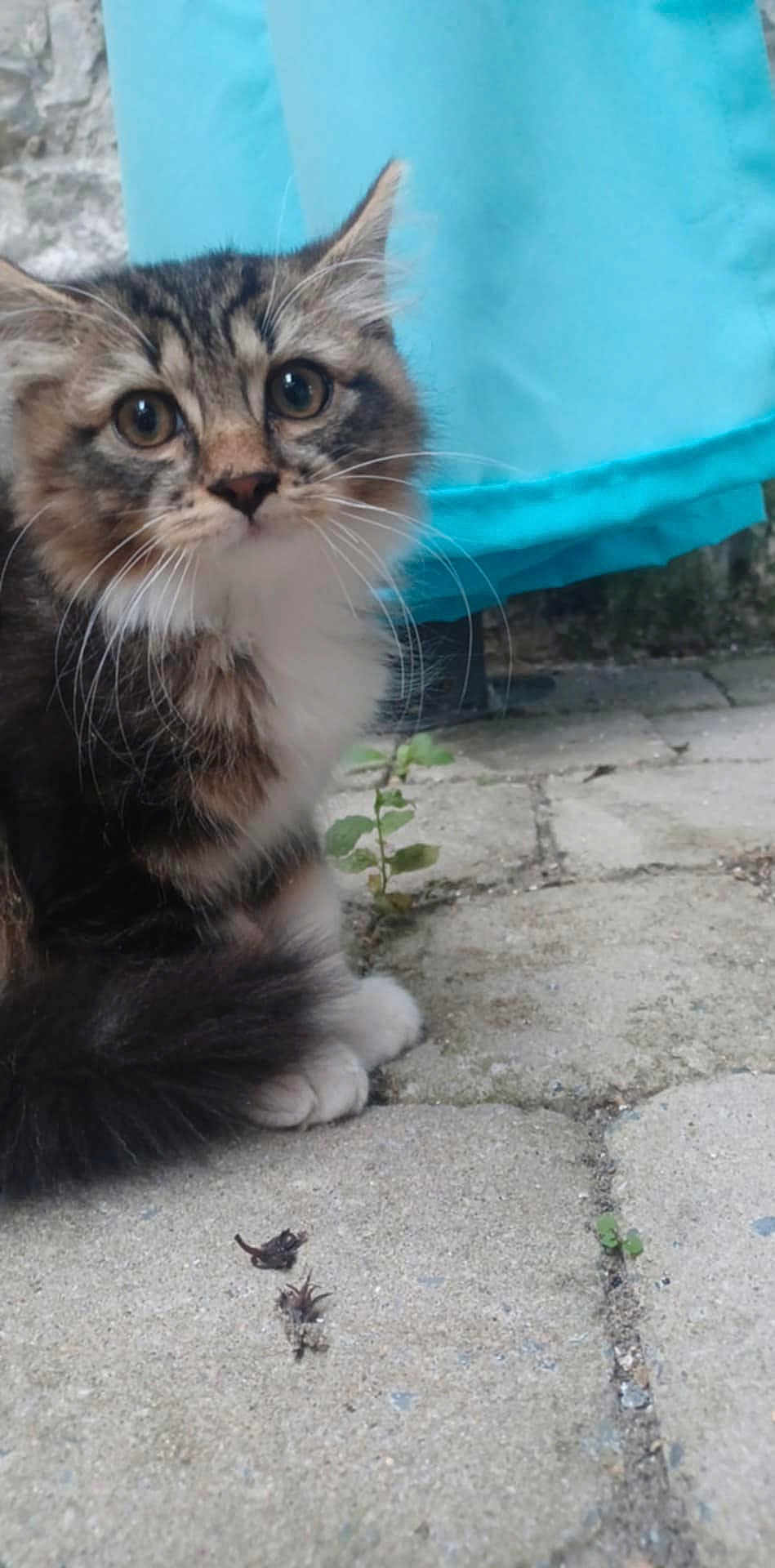 Moustache