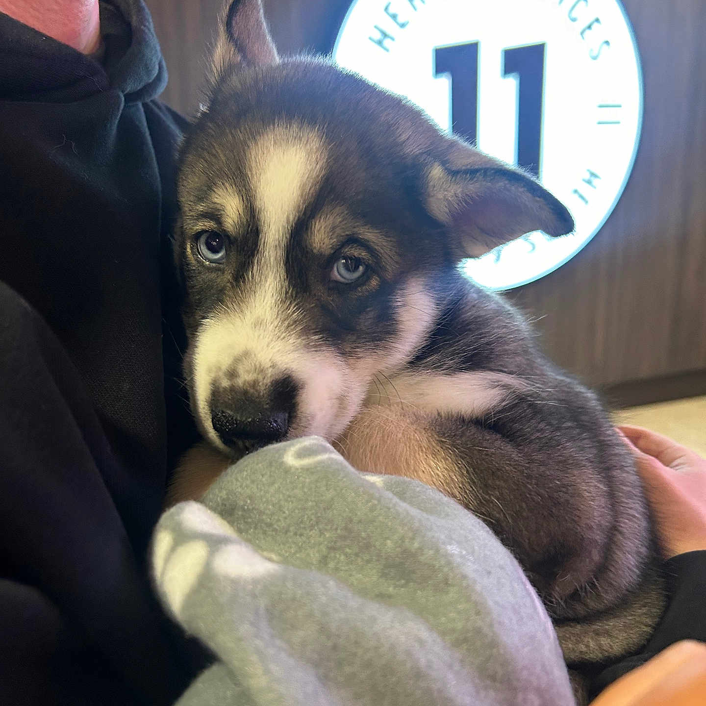 Koda joined the competition — help win amazing prizes! alloywheel, animal, blanket, bodypart, canine, car, carwheel, chihuahua, dog, eskimodog, finger, hand, hound, husky, machine, person, pet, puppy, spoke, tire
