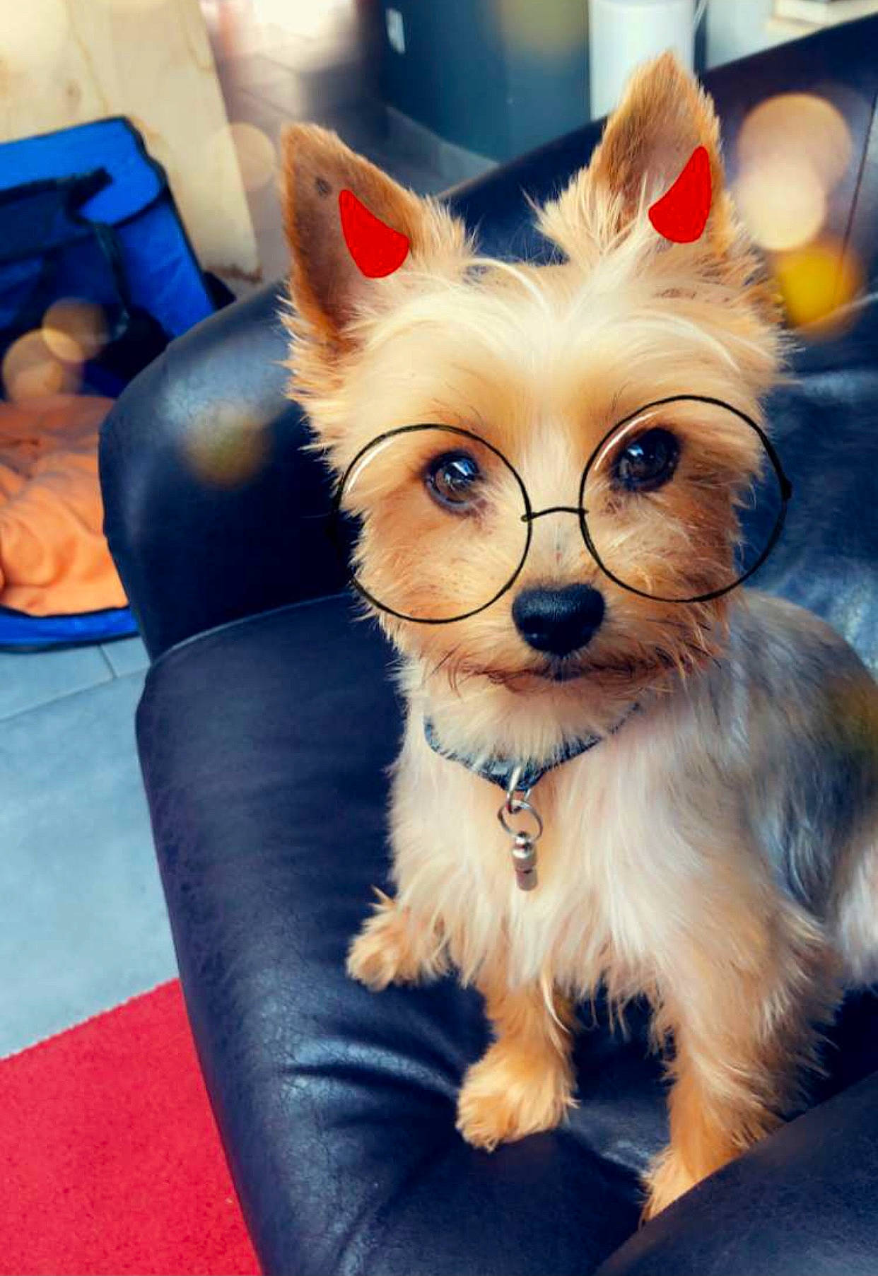 Jumper participe au concours pour gagner de l'argent avec cette photo : ball, canidae, carnivore, companion_dog, dog, dog_breed, dog_supply, fawn, flooring, fur, glasses, non_sporting_group, snout, tail, terrestrial_animal, toy_dog, whiskers