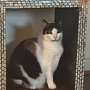 Kiki is registered to the contest to win money with this photo: cat, calico, mosaic, decorative_box, indoor, pet, animal, feline, curious, sitting, wooden_floor, shadow, still_life, portrait, domestic, cute, whiskers, ears, eyes, furniture