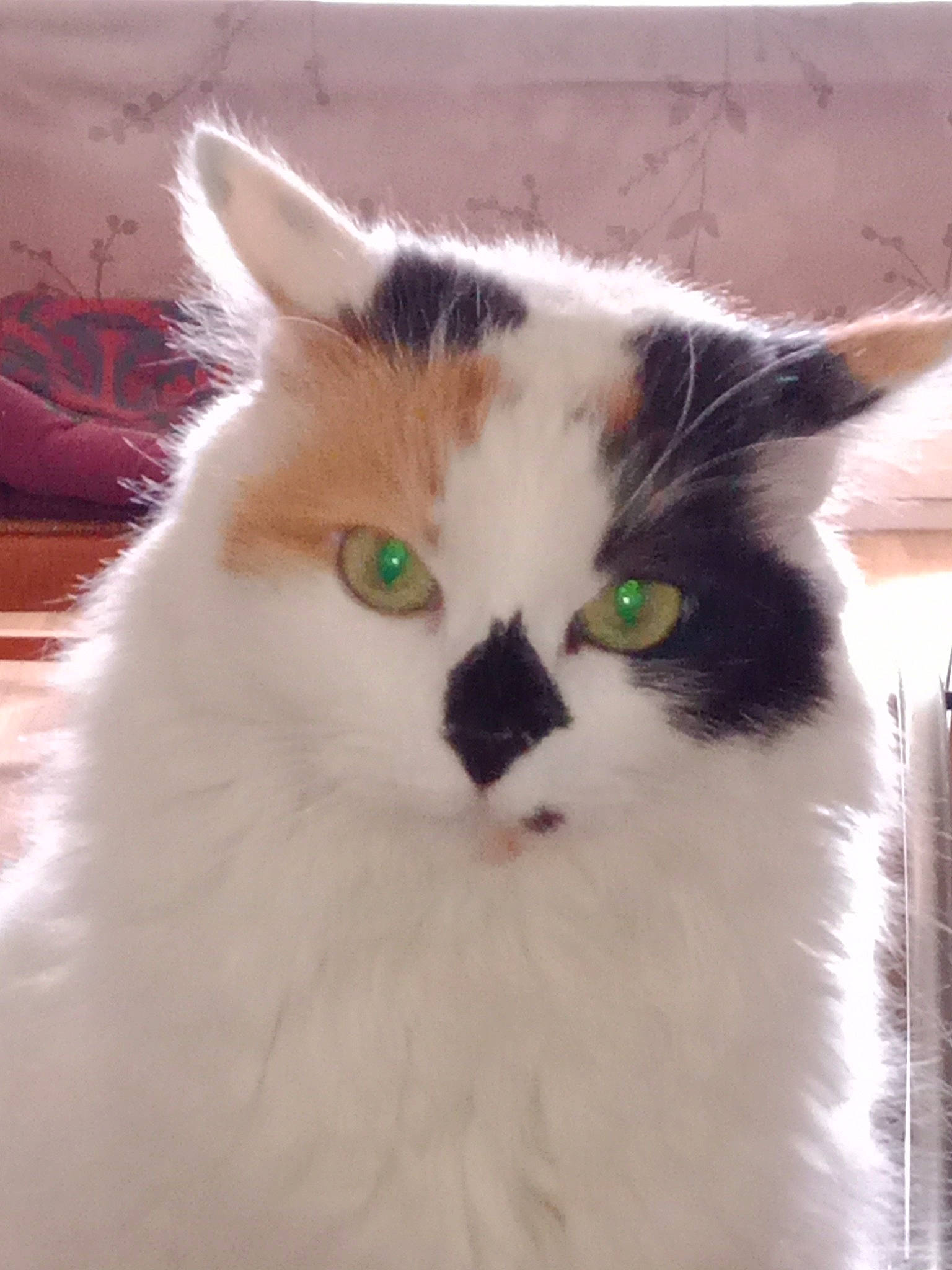 Prunelle participe au concours pour gagner de l'argent avec cette photo : british_longhair, carnivore, cat, domestic_short_haired_cat, felidae, fur, iris, small_to_medium_sized_cats, snout, tail, terrestrial_animal, whiskers