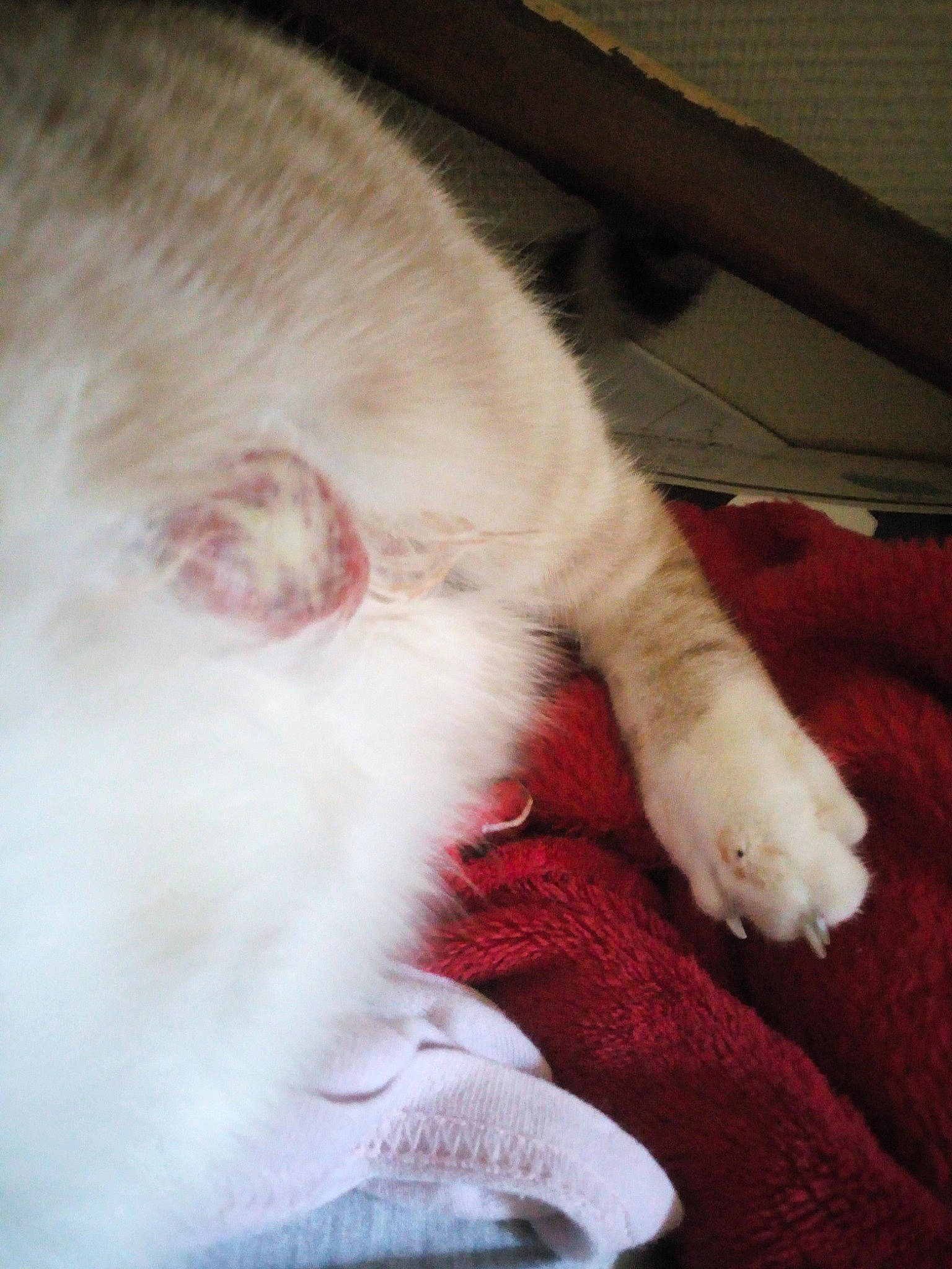 Chanel a rejoint le concours — aidez-le/la à gagner de superbes lots ! canidae, carnivore, cat, claw, comfort, domestic_short_haired_cat, ear, fawn, felidae, flooring, foot, fur, hardwood, paw, small_to_medium_sized_cats, snout, sporting_group, tail, whiskers, wood