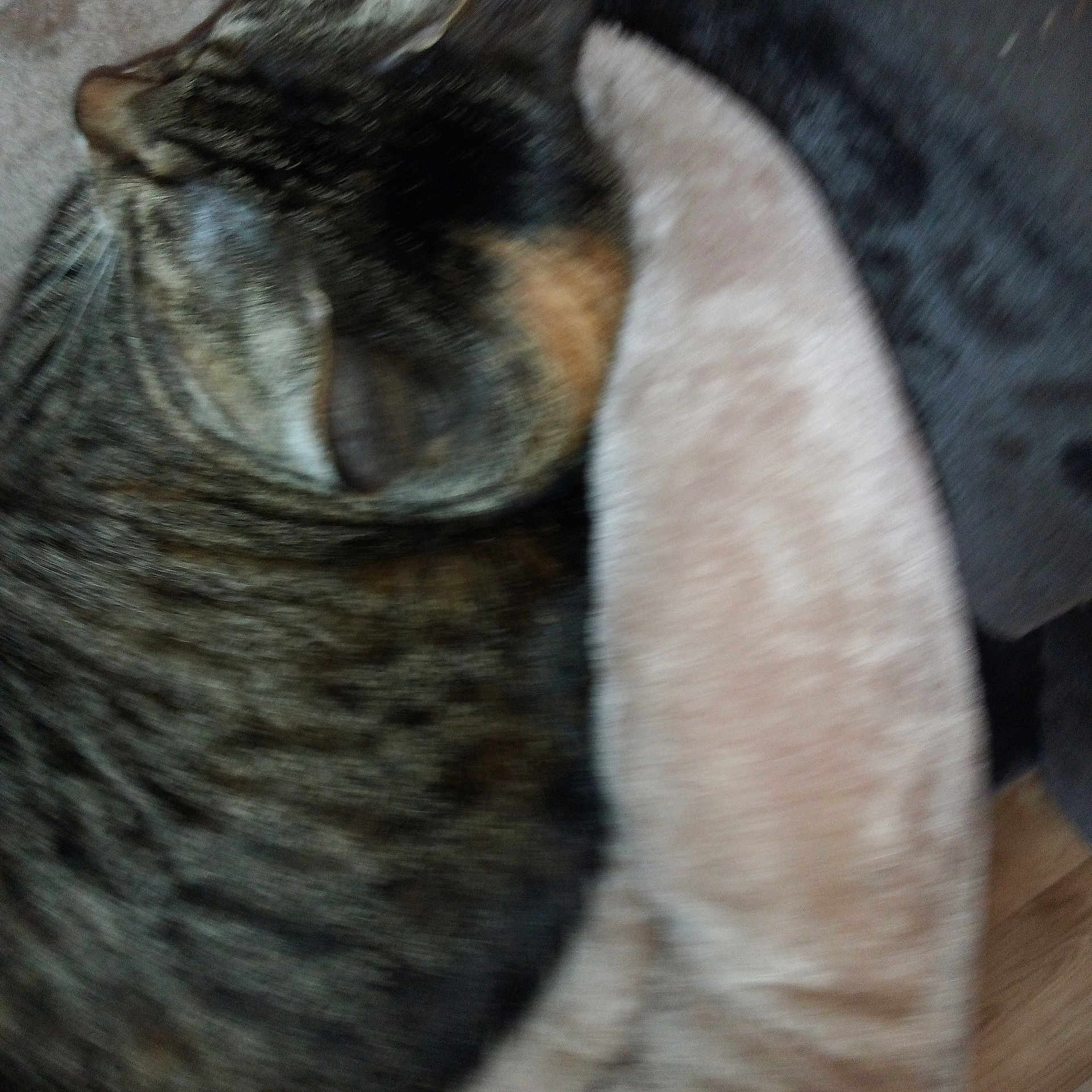 Ficelle