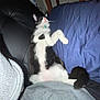 Oliver joined the competition — help win amazing prizes! cat, black_and_white, pet, indoor, couch, pillow, relaxed, lying_down, fur, animal, whiskers, collar, cute, sleepy, domestic, feline, paw, tail, resting, cozy