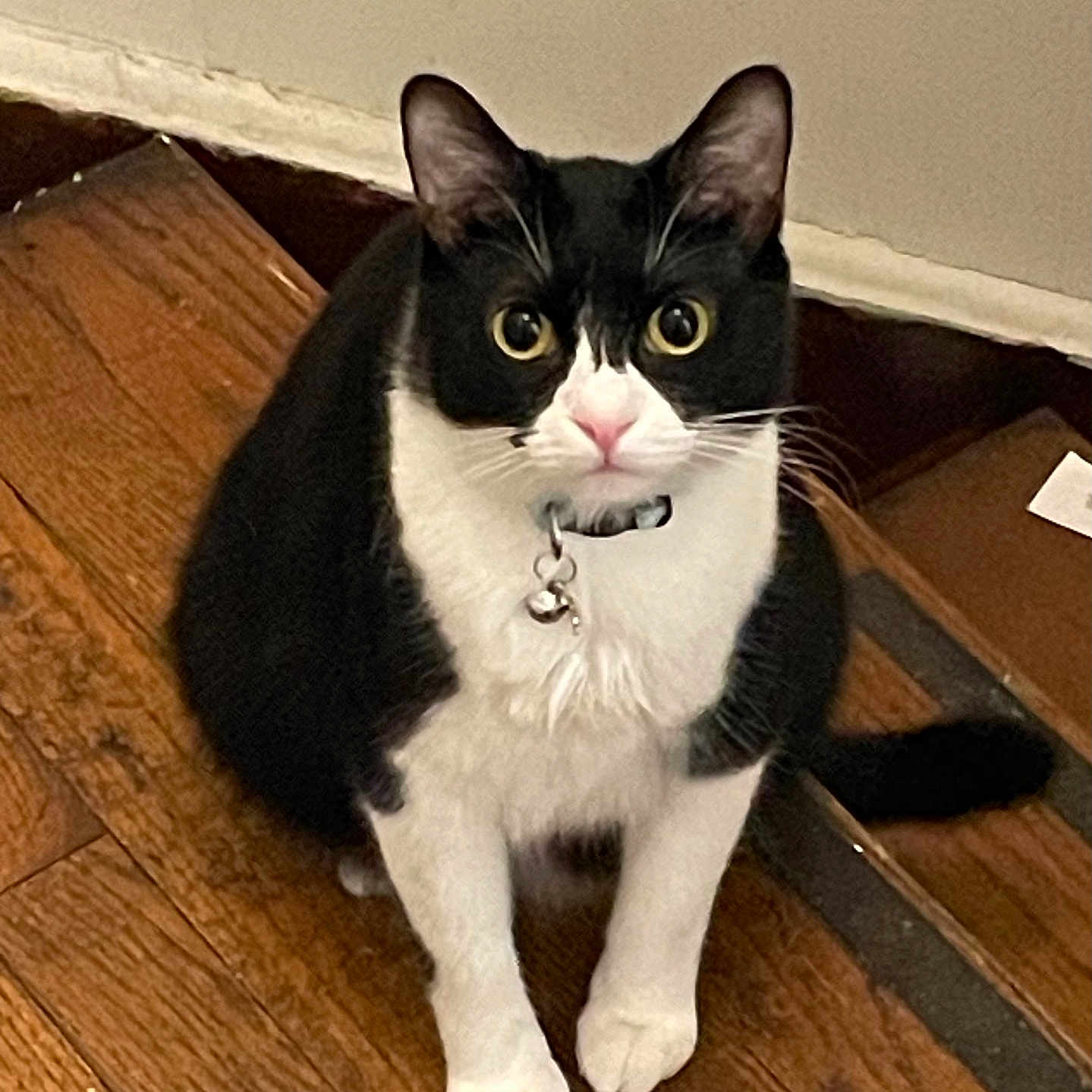 Oliver is registered to the contest to win money with this photo: animal, bell, black_and_white, cat, collar, curious, cute, domestic, ears, eyes, feline, flooring, fur, indoor, mammal, pet, sitting, tuxedo_cat, whiskers, wooden_floor