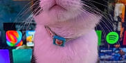 Oliver is registered to the contest to win money with this photo: cat, black_and_white, close_up, pet, whiskers, collar, pink_nose, indoor, fur, animal, domestic, portrait, cute, feline, sitting, technology, screen, colorful, background, curious