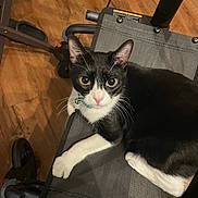 Oliver joined the competition — help win amazing prizes! cat, tuxedo_cat, pet, indoor, chair, mesh_chair, floor, wooden_floor, white_paws, yellow_eyes, curious, relaxed, feline, animal, domestic_cat, looking_up, whiskers, ears, collar, resting