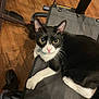 cat, tuxedo_cat, pet, indoor, chair, mesh_chair, floor, wooden_floor, white_paws, yellow_eyes, curious, relaxed, feline, animal, domestic_cat, looking_up, whiskers, ears, collar, resting