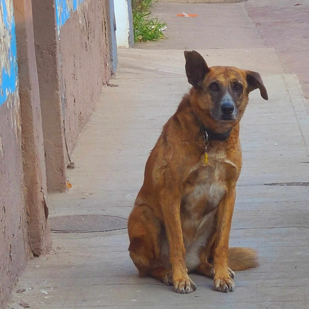 Chucha
