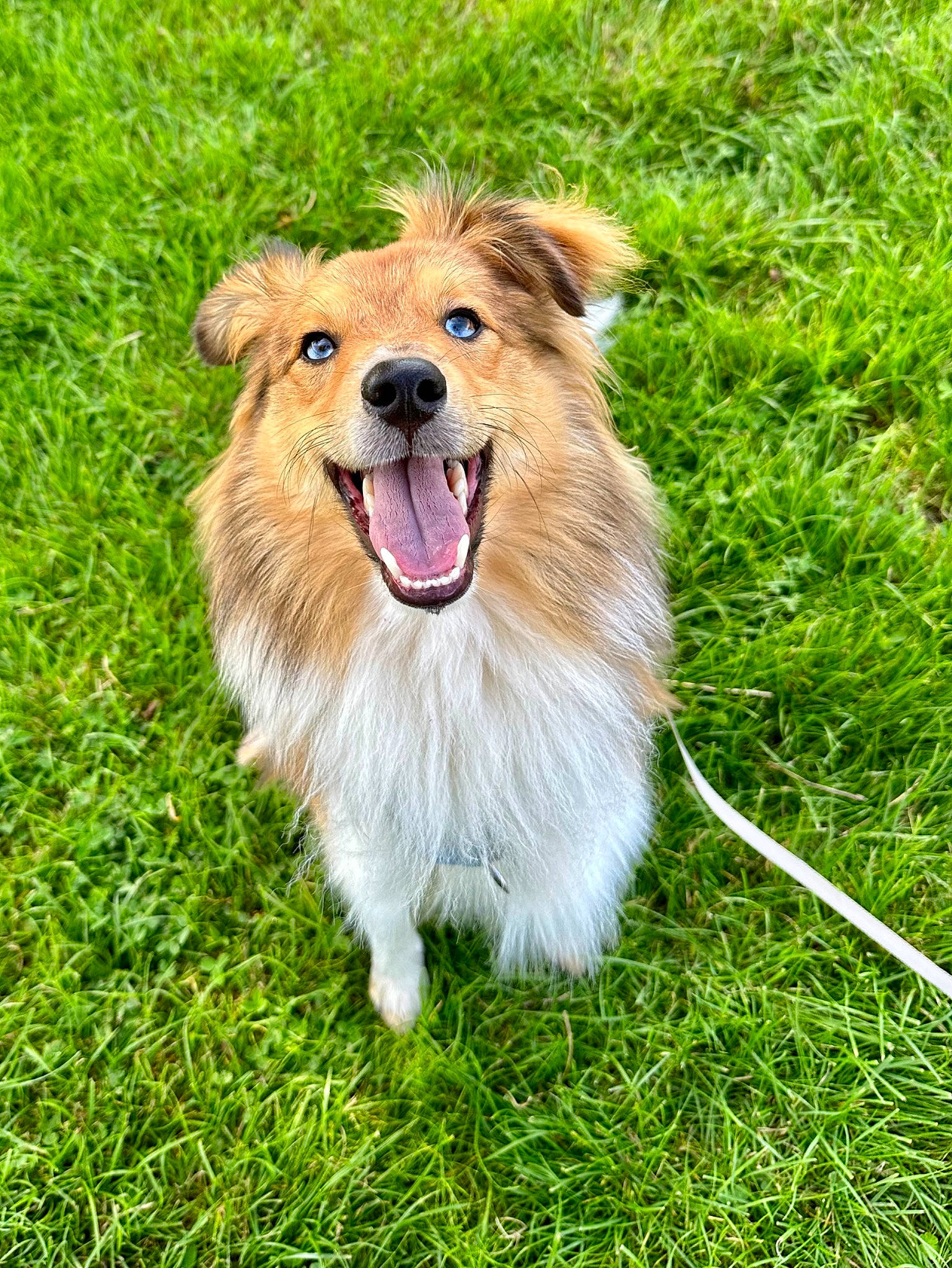 Oslo a rejoint le concours — aidez-le/la à gagner de superbes lots ! ancient_dog_breeds, canidae, carnivore, collar, companion_dog, dog, dog_breed, fang, fawn, fur, german_spitz_klein, grass, plant, scotch_collie, snout, spitz, sporting_group, terrestrial_animal, whiskers, working_dog