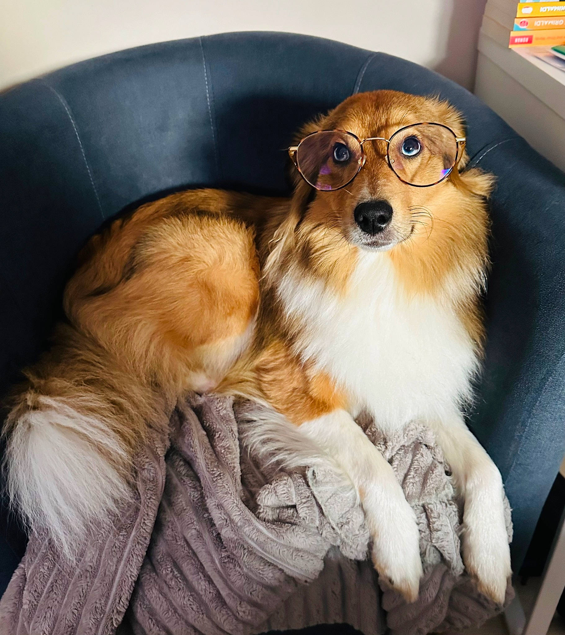 Oslo a rejoint le concours — aidez-le/la à gagner de superbes lots ! canidae, carnivore, companion_dog, dog, dog_breed, dog_supply, door, fawn, fur, liver, pet_supply, scotch_collie, sitting, snout, sporting_group, toy_dog, whiskers, working_dog