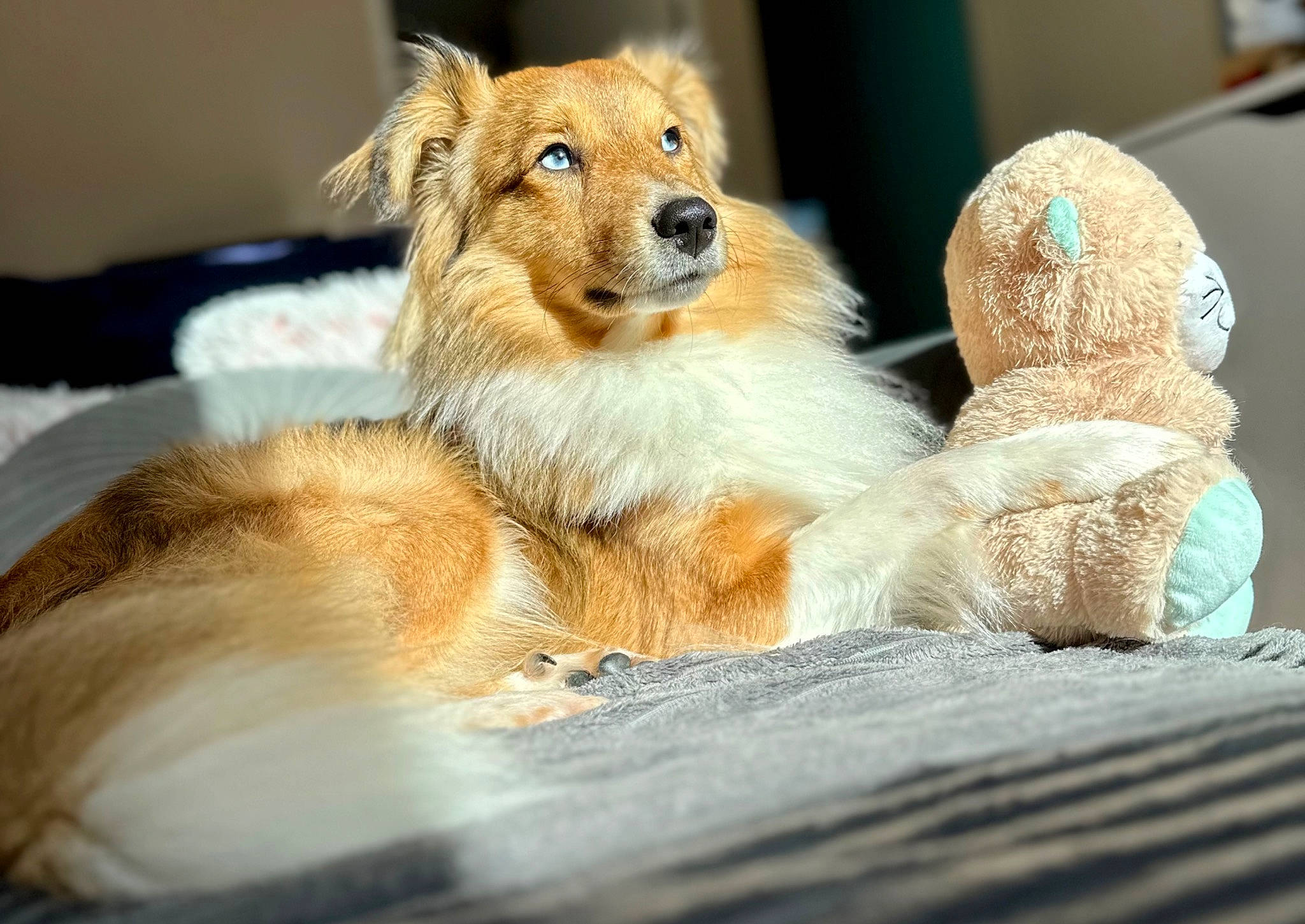 Oslo a rejoint le concours — aidez-le/la à gagner de superbes lots ! canidae, carnivore, claw, companion_dog, dog, dog_breed, fawn, felidae, fox, fur, paw, pomeranian, red_fox, spitz, sporting_group, tail, terrestrial_animal, toy_dog, whiskers, window