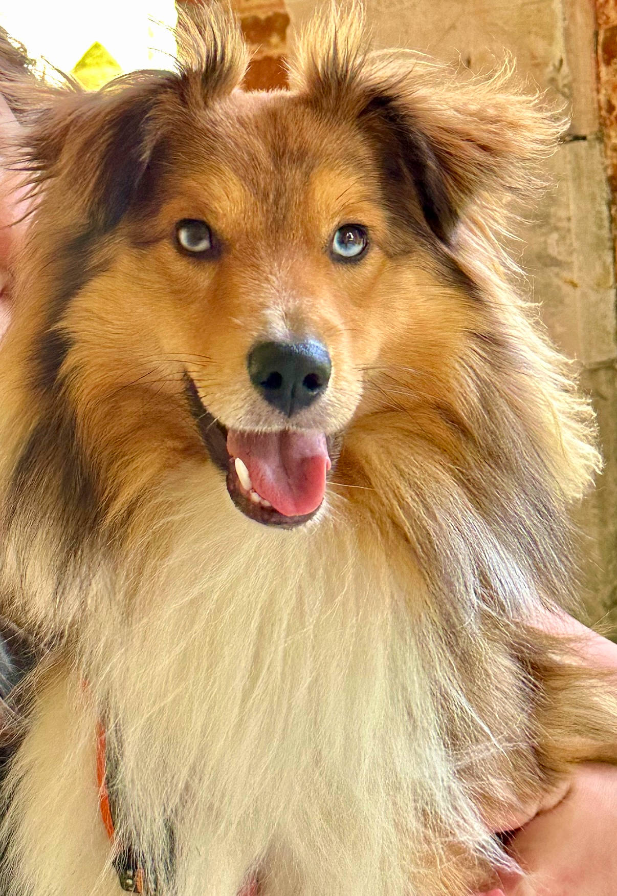 Oslo a rejoint le concours — aidez-le/la à gagner de superbes lots ! canidae, carnivore, companion_dog, dog, dog_breed, eye, fang, fawn, fur, german_spitz, happy, liver, pet_supply, plant, smile, snout, sporting_group, terrestrial_animal, whiskers, working_animal