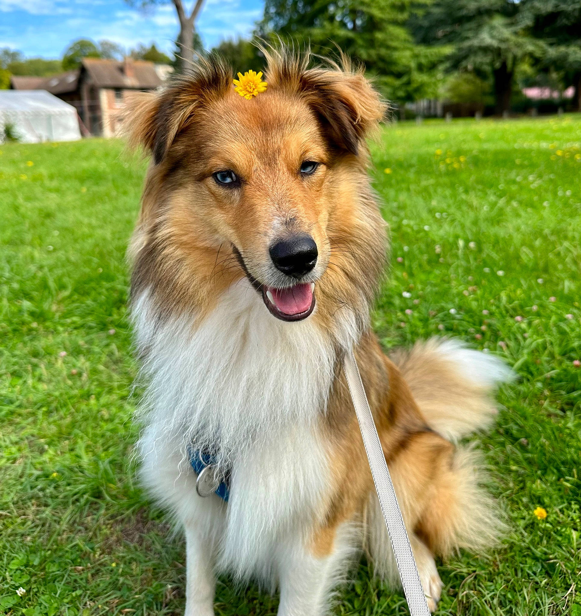 Oslo a rejoint le concours — aidez-le/la à gagner de superbes lots ! canidae, carnivore, cloud, collie, companion_dog, dog, dog_breed, fang, fur, grass, herding_dog, plant, rough_collie, scotch_collie, shetland_sheepdog, sky, sporting_group, terrestrial_animal, tree, working_dog