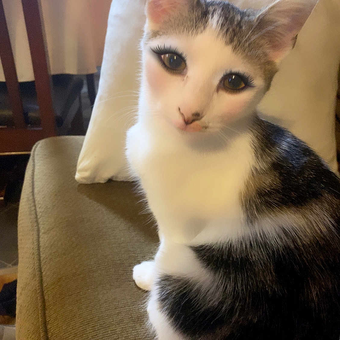 Athena joined the competition — help win amazing prizes! animal, blurred_background, cat, closeup, couch, cute, domestic, ears, eyes, face, feline, funny_makeup, fur, home, indoor, mammal, pet, pillow, sitting, whiskers