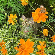 Tootiebug joined the competition — help win amazing prizes! cat, tabby_cat, flowers, orange_flowers, butterfly, greenery, garden, nature, outdoor, plant_stems, leaves, insect, pollinator, curious, animal, fauna, close_up, wildlife, pet, flora