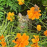 cat, tabby_cat, flowers, orange_flowers, butterfly, greenery, garden, nature, outdoor, plant_stems, leaves, insect, pollinator, curious, animal, fauna, close_up, wildlife, pet, flora
