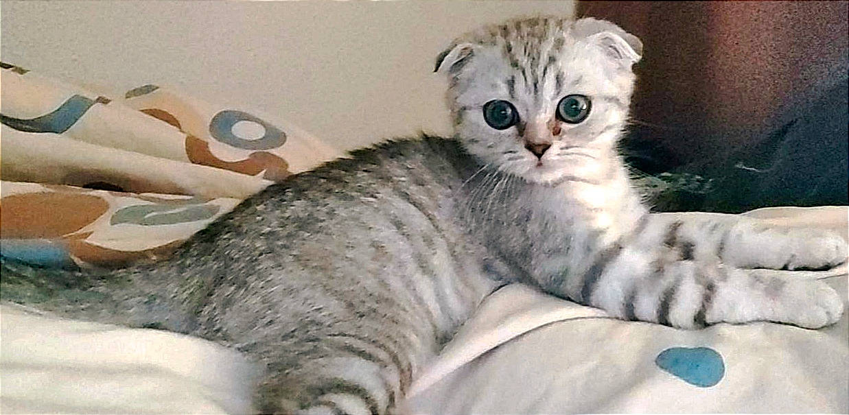 Sylver a rejoint le concours — aidez-le/la à gagner de superbes lots ! bed, carnivore, cat, cat_bed, claw, comfort, couch, domestic_short_haired_cat, felidae, fur, grey, nap, paw, small_to_medium_sized_cats, snout, tail, whiskers