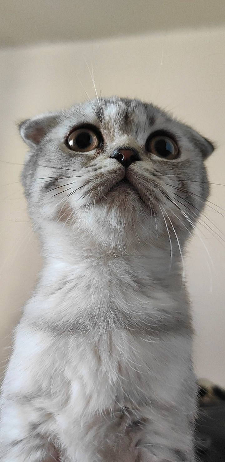 Sylver participe au concours pour gagner de l'argent avec cette photo : carnivore, cat, domestic_short_haired_cat, ear, eye, felidae, fur, head, iris, monochrome_photography, small_to_medium_sized_cats, snout, terrestrial_animal, whiskers, window