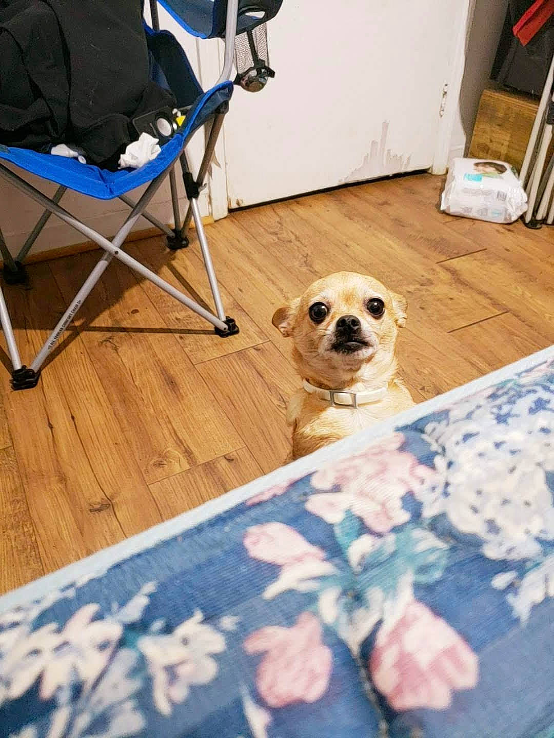 Ginger joined the competition — help win amazing prizes! blue, carnivore, chair, comfort, companion_dog, dog, dog_breed, dog_supply, eyewear, fawn, floor, flooring, folding_chair, hardwood, pet_supply, sporting_group, sunglasses, toy_dog, wood, working_animal