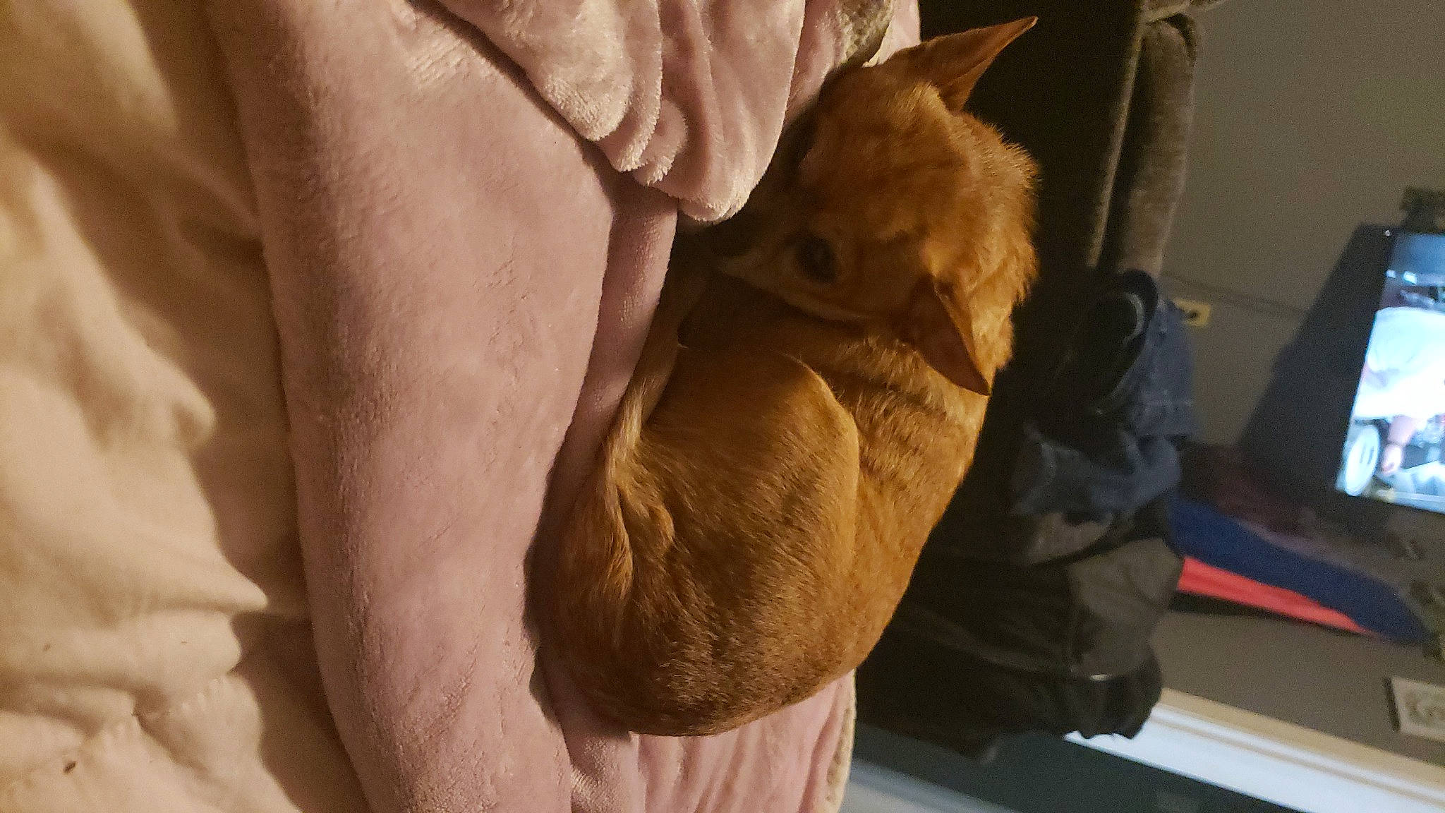 Ginger is registered to the contest to win money with this photo: abdomen, bag, canidae, comfort, companion_dog, dog, dog_breed, fawn, felidae, fur, gesture, human_leg, knee, linens, room, small_to_medium_sized_cats, sporting_group, thigh, whiskers, wood