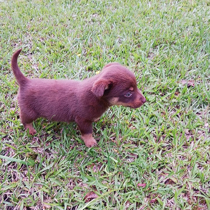 Coco joined the competition — help win amazing prizes! canidae, carnivore, companion_dog, dog, dog_breed, grass, groundcover, gun_dog, hunting_dog, liver, plant, snout, sporting_group, tail, terrestrial_animal, working_animal