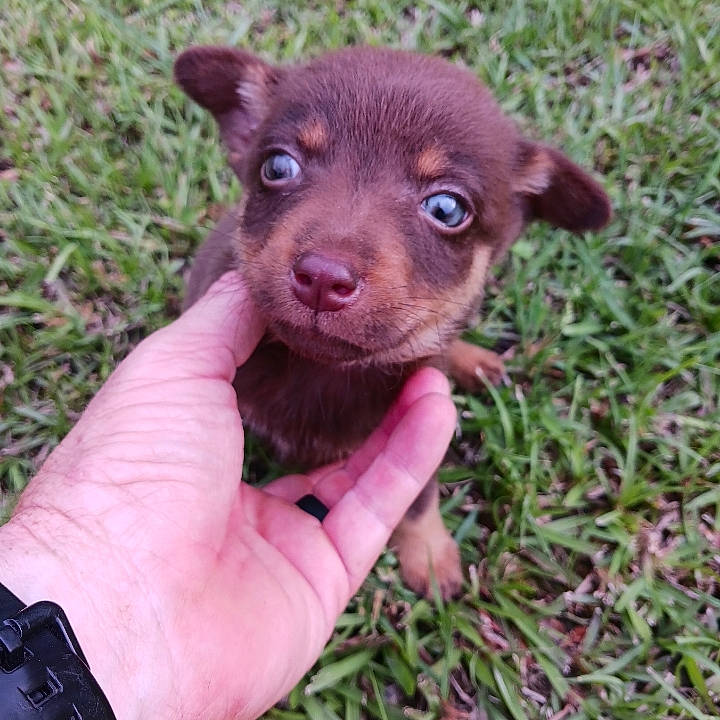 Coco joined the competition — help win amazing prizes! canidae, carnivore, companion_dog, dog, dog_breed, fawn, fur, grass, liver, nail, paw, snout, sporting_group, terrestrial_animal, thumb, watch, whiskers, working_animal