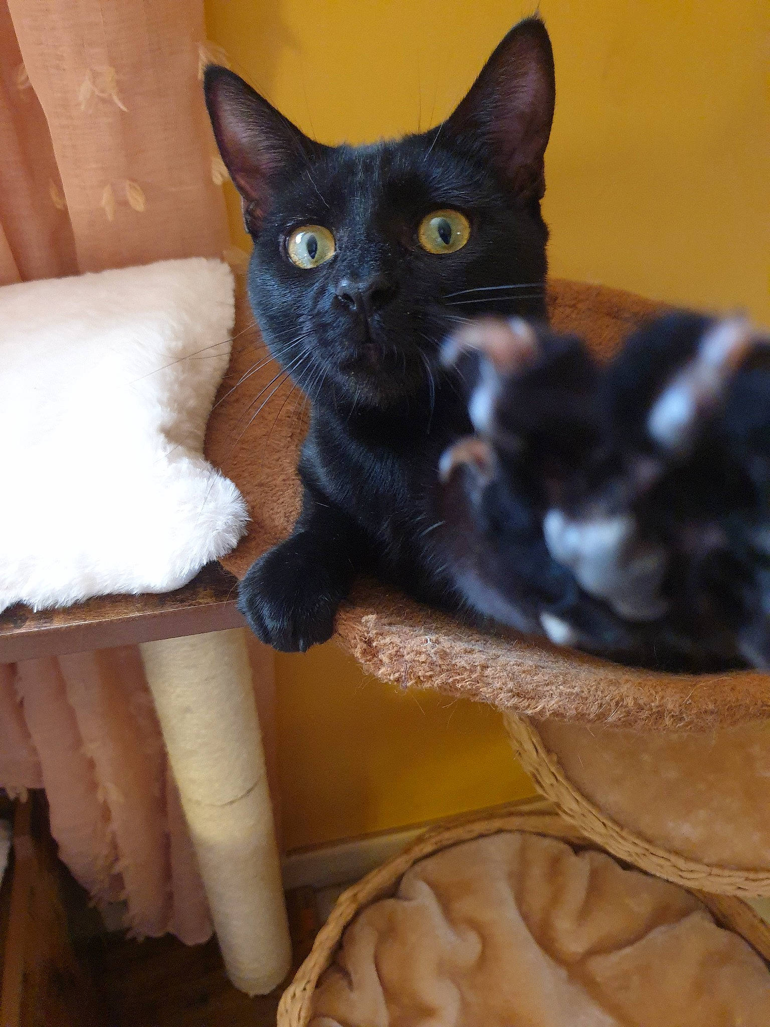 Choupy participe au concours pour gagner de l'argent avec cette photo : asian, black_cat, bombay, burmese, carnivore, cat, devon_rex, domestic_short_haired_cat, felidae, german_rex, havana_brown, javanese, kitten, korat, mammal, oriental_shorthair, polydactyl_cat, small_to_medium_sized_cats, vertebrate, whiskers